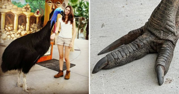 10 самых крупных птиц в мире, чьи габариты поражают воображение 10 самых крупных птиц в мире, чьи габариты поражают воображение