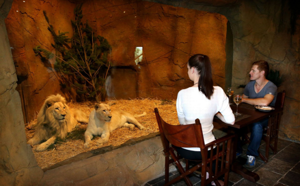 В Австралии открылся уникальный отель-зоопарк В Австралии открылся уникальный отель-зоопарк