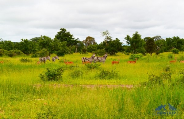 Отдых на Занзибаре (Танзания) — 2020: мой отзыв и цены Отдых на Занзибаре (Танзания) — 2020: мой отзыв и цены