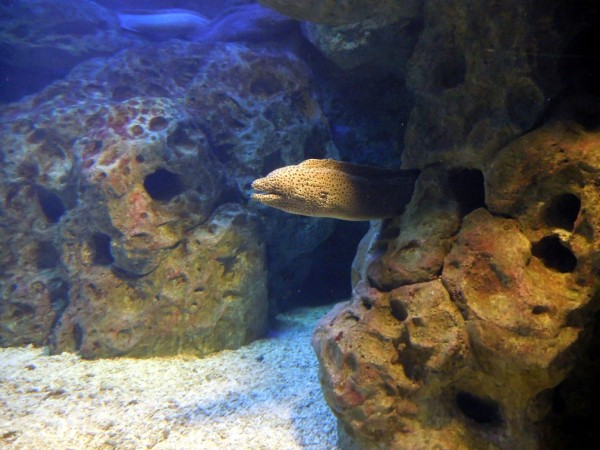 Океанариум в Сочи: 10 советов перед посещением Океанариум в Сочи: 10 советов перед посещением