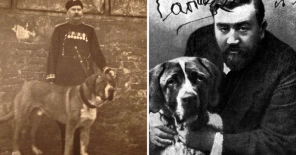 Вымершие породы собак, которых больше не вернуть Вымершие породы собак, которых больше не вернуть