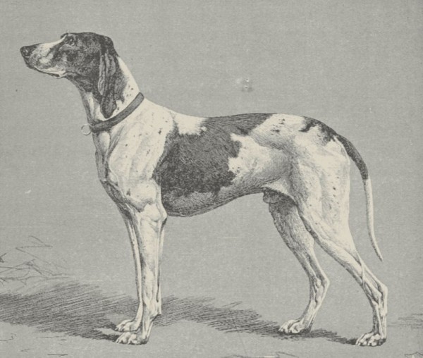 Вымершие породы собак, которых больше не вернуть Вымершие породы собак, которых больше не вернуть