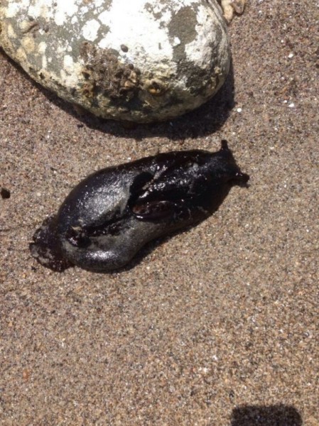 Aplysia vaccaria — самый большой слизняк в мире Aplysia vaccaria — самый большой слизняк в мире