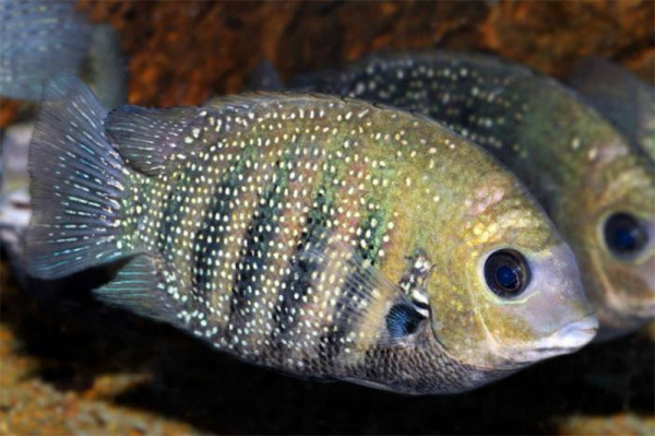 Пятизвездочный отель в Индии разводит рыбу, чтобы выжить Пятизвездочный отель в Индии разводит рыбу, чтобы выжить