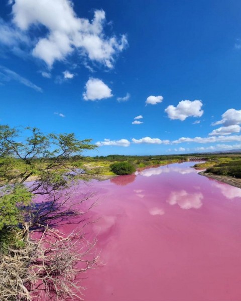 Потустороннее зрелище: пруд в заповеднике дикой природы на Мауи стал ярко-розовым Потустороннее зрелище: пруд в заповеднике дикой природы на Мауи стал ярко-розовым