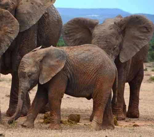 Спорные вопросы эволюции Спорные вопросы эволюции