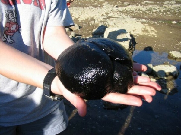 Aplysia vaccaria — самый большой слизняк в мире Aplysia vaccaria — самый большой слизняк в мире