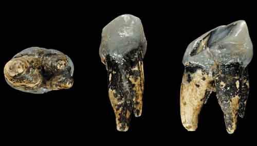 Спорные вопросы эволюции Спорные вопросы эволюции