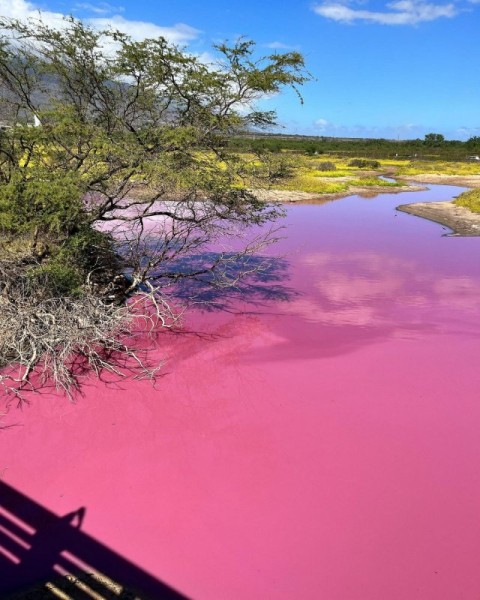 Потустороннее зрелище: пруд в заповеднике дикой природы на Мауи стал ярко-розовым Потустороннее зрелище: пруд в заповеднике дикой природы на Мауи стал ярко-розовым