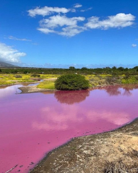Потустороннее зрелище: пруд в заповеднике дикой природы на Мауи стал ярко-розовым Потустороннее зрелище: пруд в заповеднике дикой природы на Мауи стал ярко-розовым