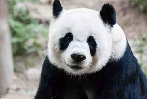 Спорные вопросы эволюции Спорные вопросы эволюции