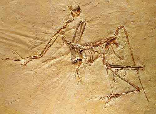 Спорные вопросы эволюции Спорные вопросы эволюции