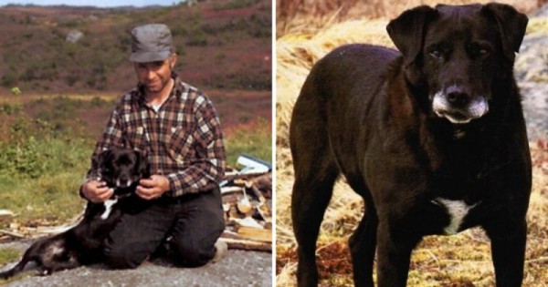 Вымершие породы собак, которых больше не вернуть Вымершие породы собак, которых больше не вернуть