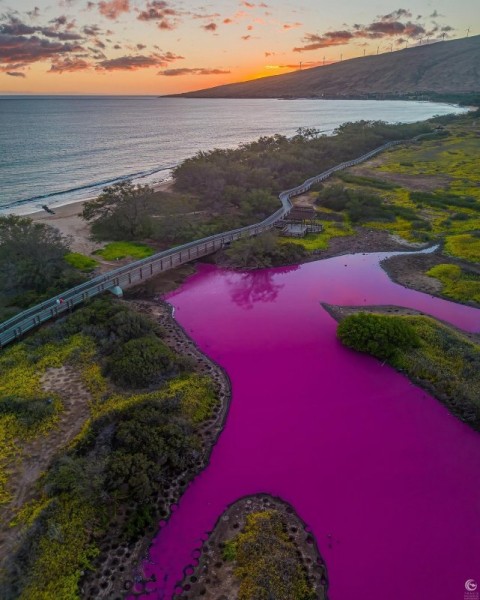 Потустороннее зрелище: пруд в заповеднике дикой природы на Мауи стал ярко-розовым Потустороннее зрелище: пруд в заповеднике дикой природы на Мауи стал ярко-розовым