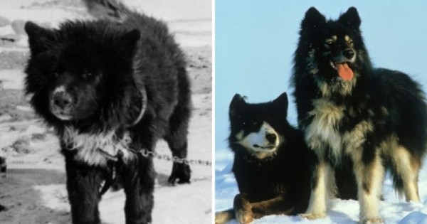 Вымершие породы собак, которых больше не вернуть Вымершие породы собак, которых больше не вернуть