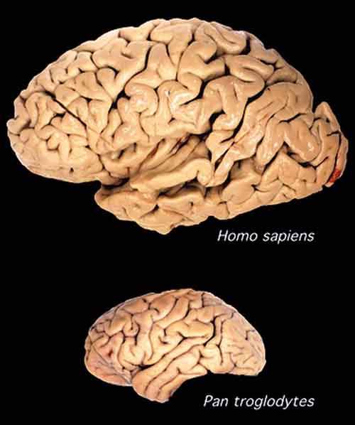 Спорные вопросы эволюции Спорные вопросы эволюции