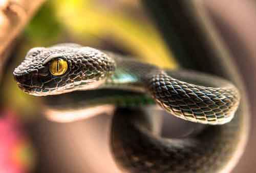 Спорные вопросы эволюции Спорные вопросы эволюции