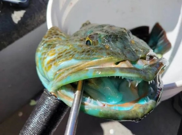 15 занимательных изображений любопытных находок 15 занимательных изображений любопытных находок