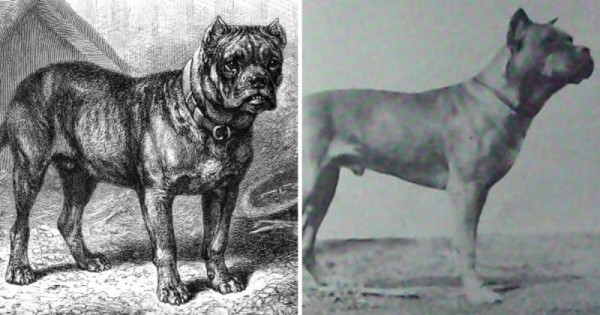 Вымершие породы собак, которых больше не вернуть Вымершие породы собак, которых больше не вернуть
