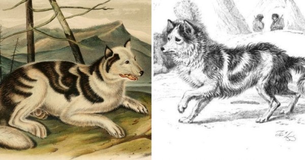 Вымершие породы собак, которых больше не вернуть Вымершие породы собак, которых больше не вернуть