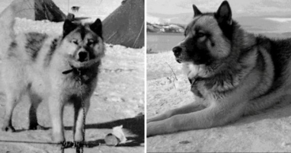 Вымершие породы собак, которых больше не вернуть Вымершие породы собак, которых больше не вернуть