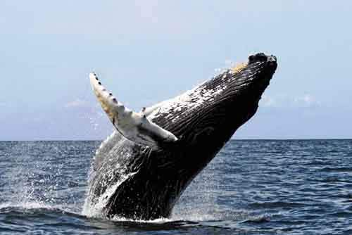 Спорные вопросы эволюции Спорные вопросы эволюции