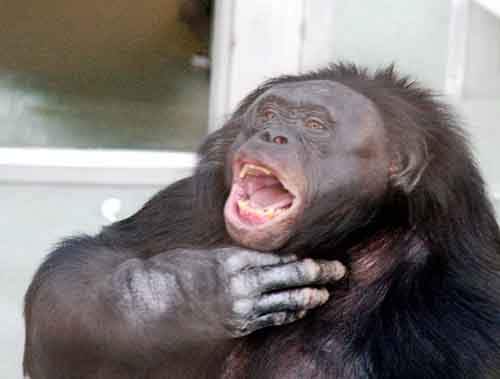 Спорные вопросы эволюции Спорные вопросы эволюции