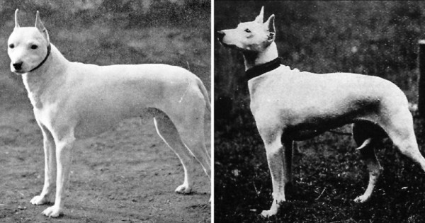 Вымершие породы собак, которых больше не вернуть Вымершие породы собак, которых больше не вернуть