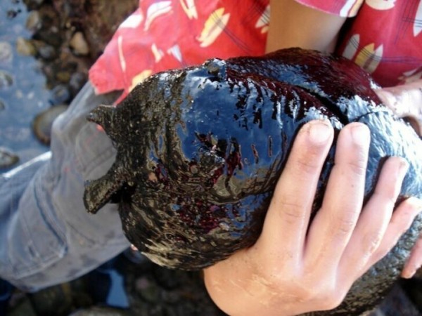 Aplysia vaccaria — самый большой слизняк в мире Aplysia vaccaria — самый большой слизняк в мире