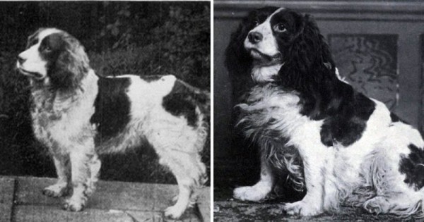 Вымершие породы собак, которых больше не вернуть Вымершие породы собак, которых больше не вернуть