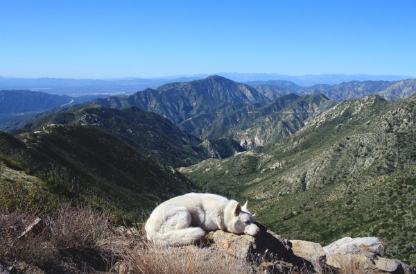 Путешествия Джона и его хаски Вольфа Путешествия Джона и его хаски Вольфа
