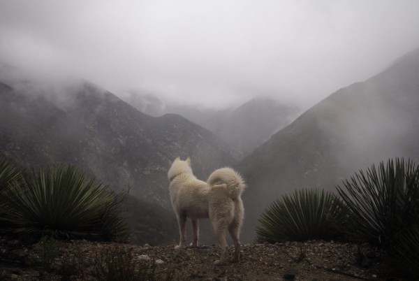 Путешествия Джона и его хаски Вольфа Путешествия Джона и его хаски Вольфа