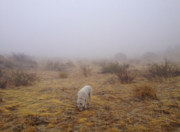 Путешествия Джона и его хаски Вольфа Путешествия Джона и его хаски Вольфа
