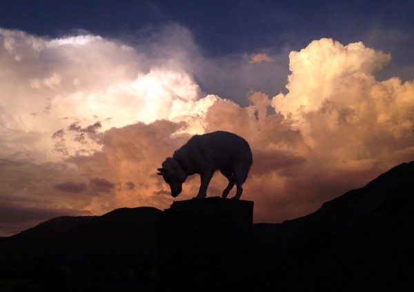 Путешествия Джона и его хаски Вольфа Путешествия Джона и его хаски Вольфа