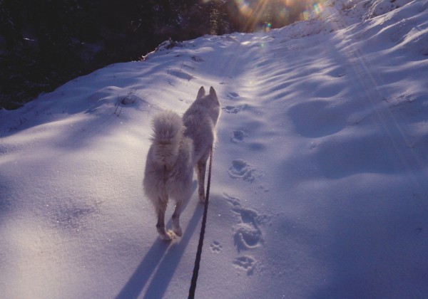 Путешествия Джона и его хаски Вольфа Путешествия Джона и его хаски Вольфа