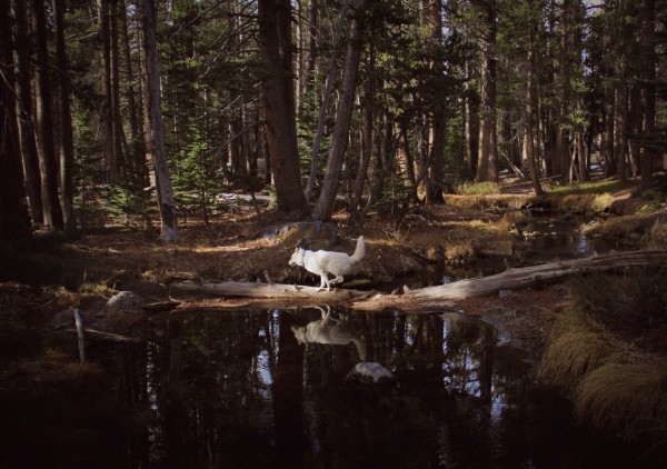 Путешествия Джона и его хаски Вольфа Путешествия Джона и его хаски Вольфа