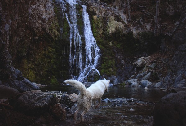 Путешествия Джона и его хаски Вольфа Путешествия Джона и его хаски Вольфа