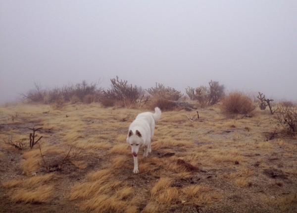 Путешествия Джона и его хаски Вольфа Путешествия Джона и его хаски Вольфа