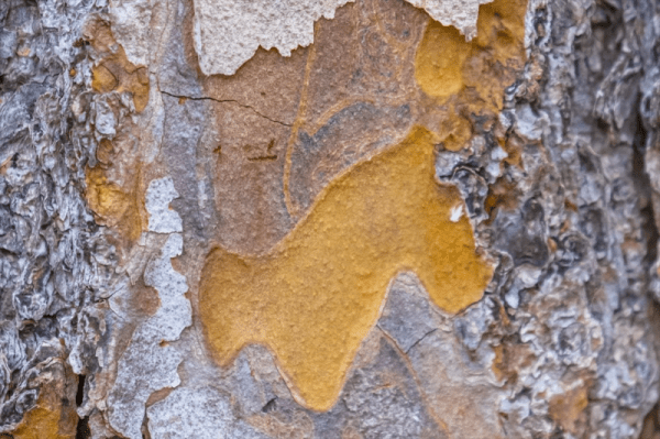 15 самых редких в мире цветов. Мы узнали, из какого сырья их делают 15 самых редких в мире цветов. Мы узнали, из какого сырья их делают