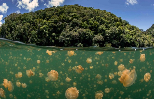 Удивительное озеро медуз Удивительное озеро медуз
