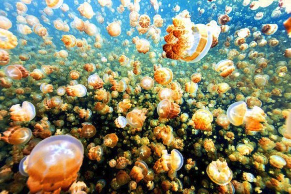 Удивительное озеро медуз Удивительное озеро медуз