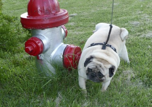 ТОП-10 интересные и малоизвестные факты о собаках ТОП-10 интересные и малоизвестные факты о собаках