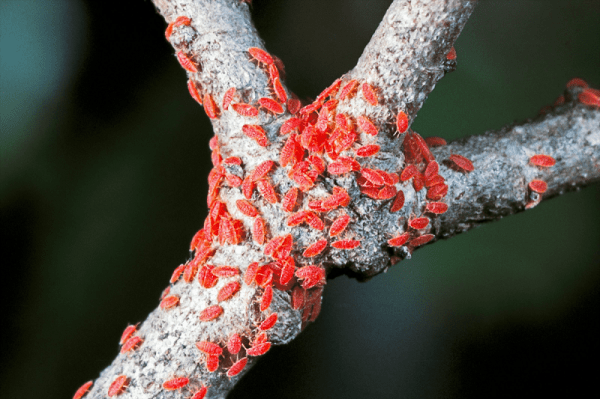 15 самых редких в мире цветов. Мы узнали, из какого сырья их делают 15 самых редких в мире цветов. Мы узнали, из какого сырья их делают