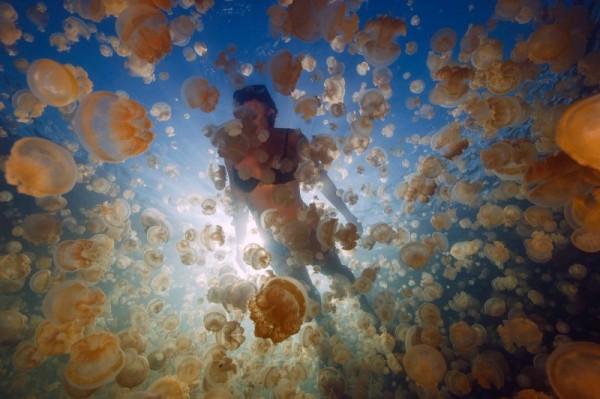 Удивительное озеро медуз Удивительное озеро медуз