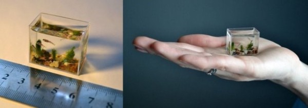 Самые невероятные аквариумы в мире Самые невероятные аквариумы в мире