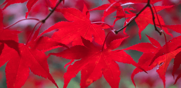 Северная Корея: новый тренд. Как и кто может туда попасть? Северная Корея: новый тренд. Как и кто может туда попасть?