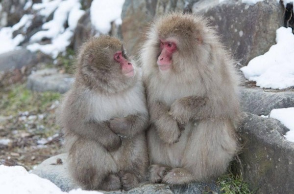 «Арт-Тур» расскажет о продажах Азии и разыграет проживание в отеле DHARANA at Shillim «Арт-Тур» расскажет о продажах Азии и разыграет проживание в отеле DHARANA at Shillim