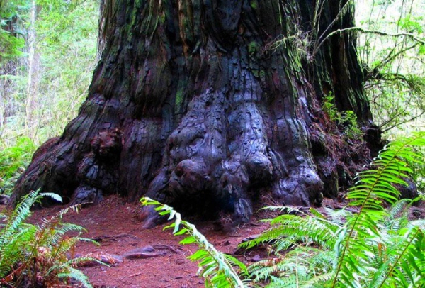 Самое высокое дерево в мире Самое высокое дерево в мире