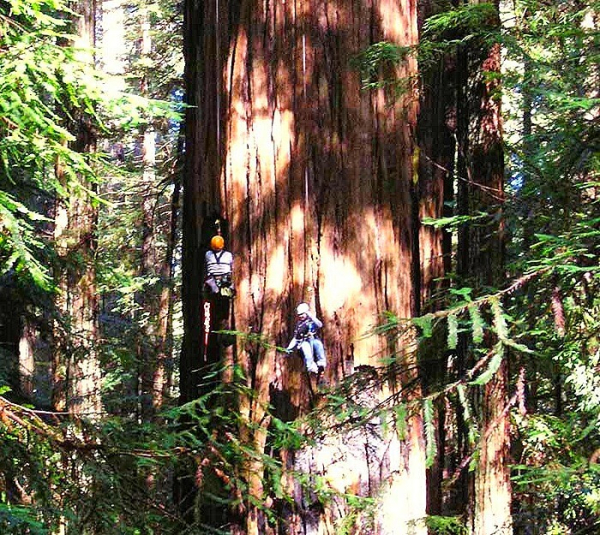 Самое высокое дерево в мире Самое высокое дерево в мире