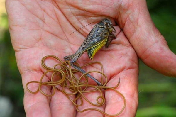 Самые смертоносные паразиты в природе Самые смертоносные паразиты в природе